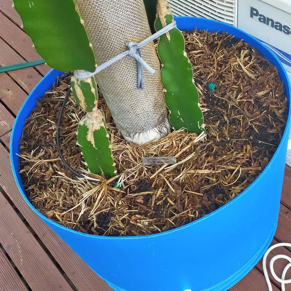 Picture of the soil and mulch in my Common Red dragon fruit pot.